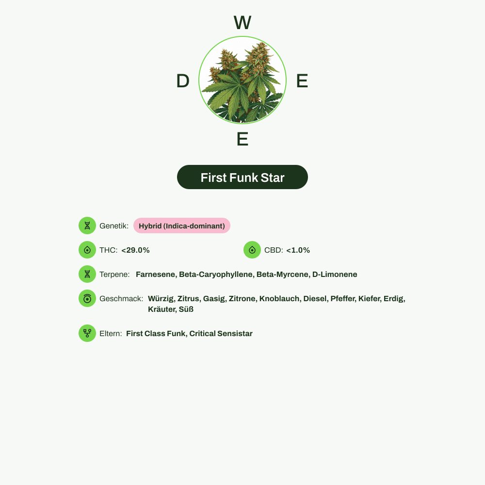 Infografik über THC-Gehalt, CBD-Gehalt, Terpene, Wirkungen, Geschmack von First Funk Star