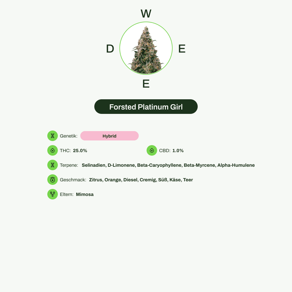 Infografik über THC-Gehalt, CBD-Gehalt, Terpene, Wirkungen, Geschmack von Forsted Platinum Girl