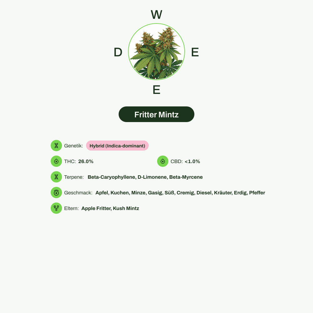 Infografik über THC-Gehalt, CBD-Gehalt, Terpene, Wirkungen, Geschmack von Fritter Mintz