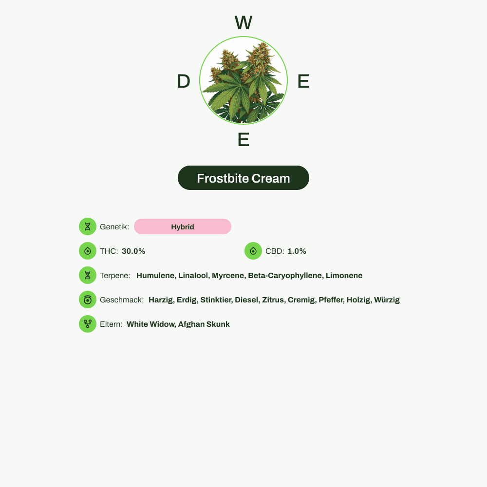 Infografik über THC-Gehalt, CBD-Gehalt, Terpene, Wirkungen, Geschmack von Frostbite Cream