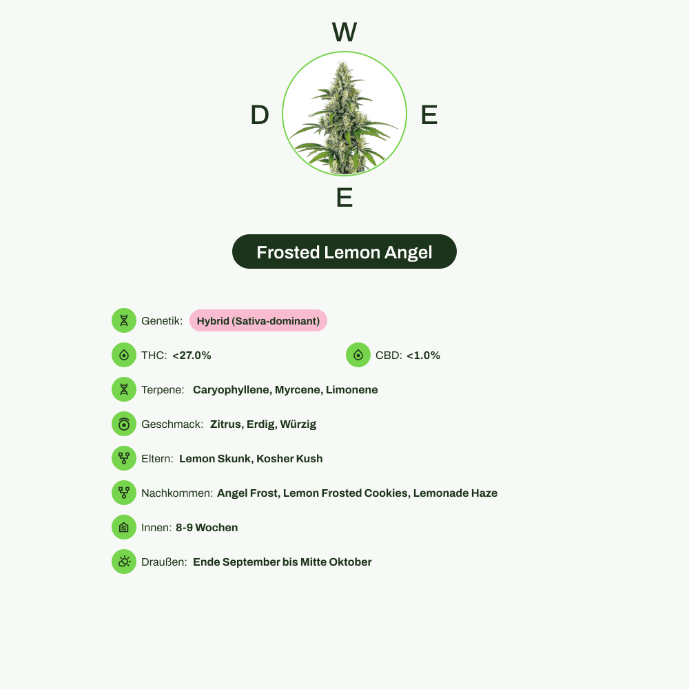 Infografik über THC-Gehalt, CBD-Gehalt, Terpene, Wirkungen, Geschmack von Frosted Lemon Angel