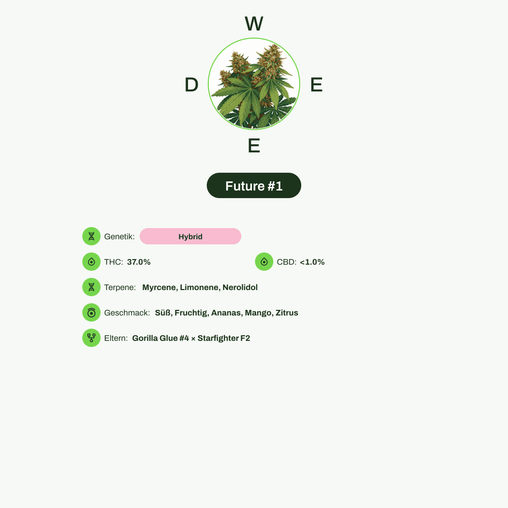 Infografik über THC-Gehalt, CBD-Gehalt, Terpene, Wirkungen, Geschmack von Future #1