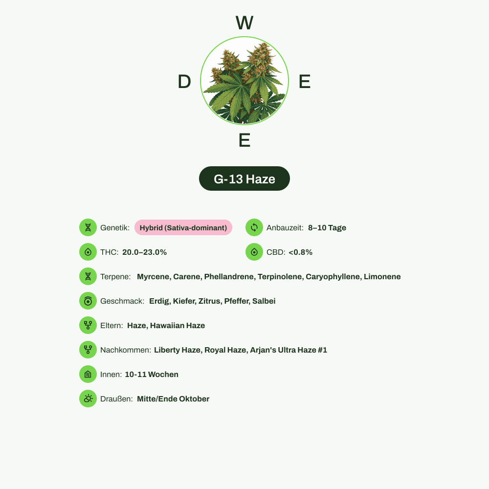Infografik über THC-Gehalt, CBD-Gehalt, Terpene, Wirkungen, Geschmack von G-13 Haze