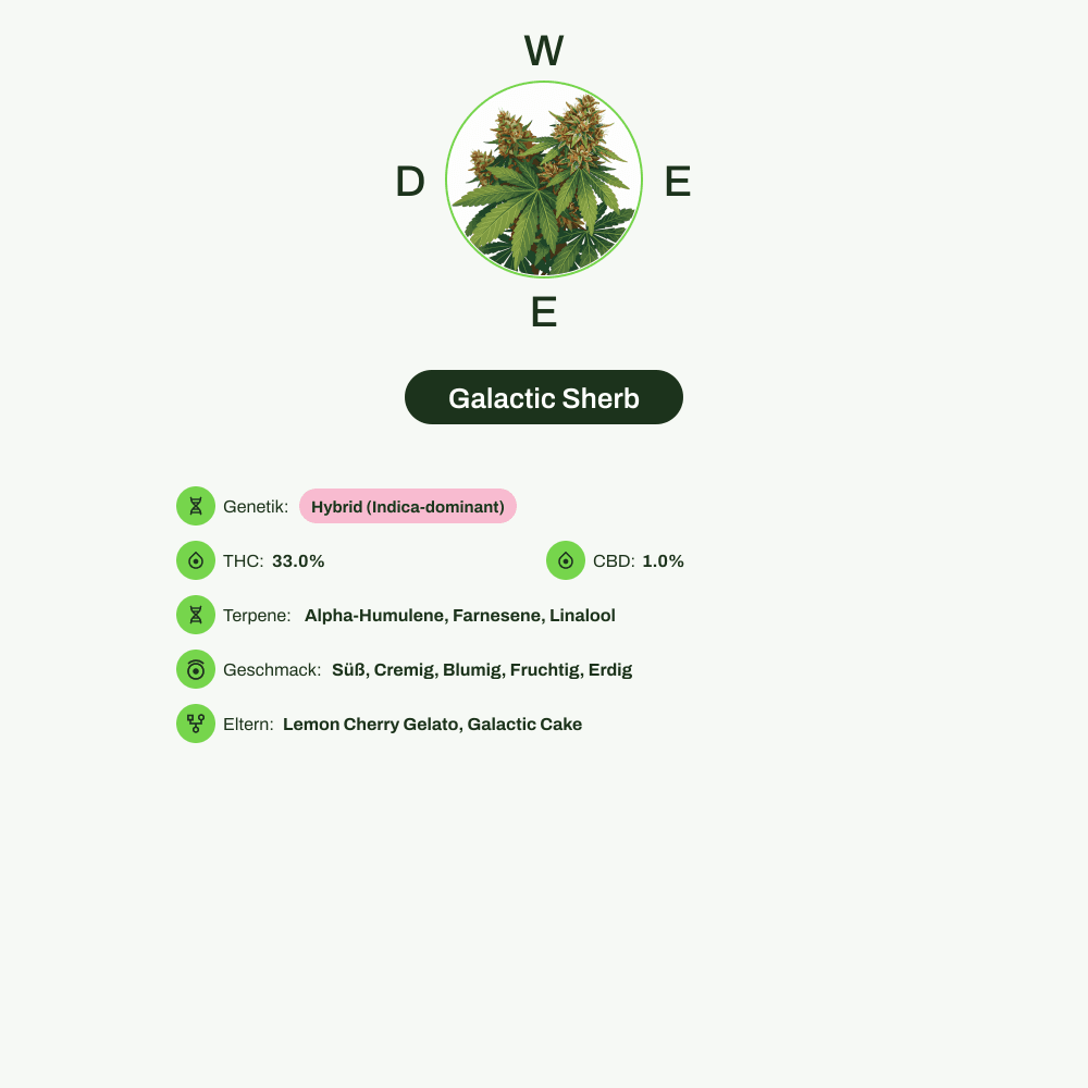 Infografik über THC-Gehalt, CBD-Gehalt, Terpene, Wirkungen, Geschmack von Galactic Sherb