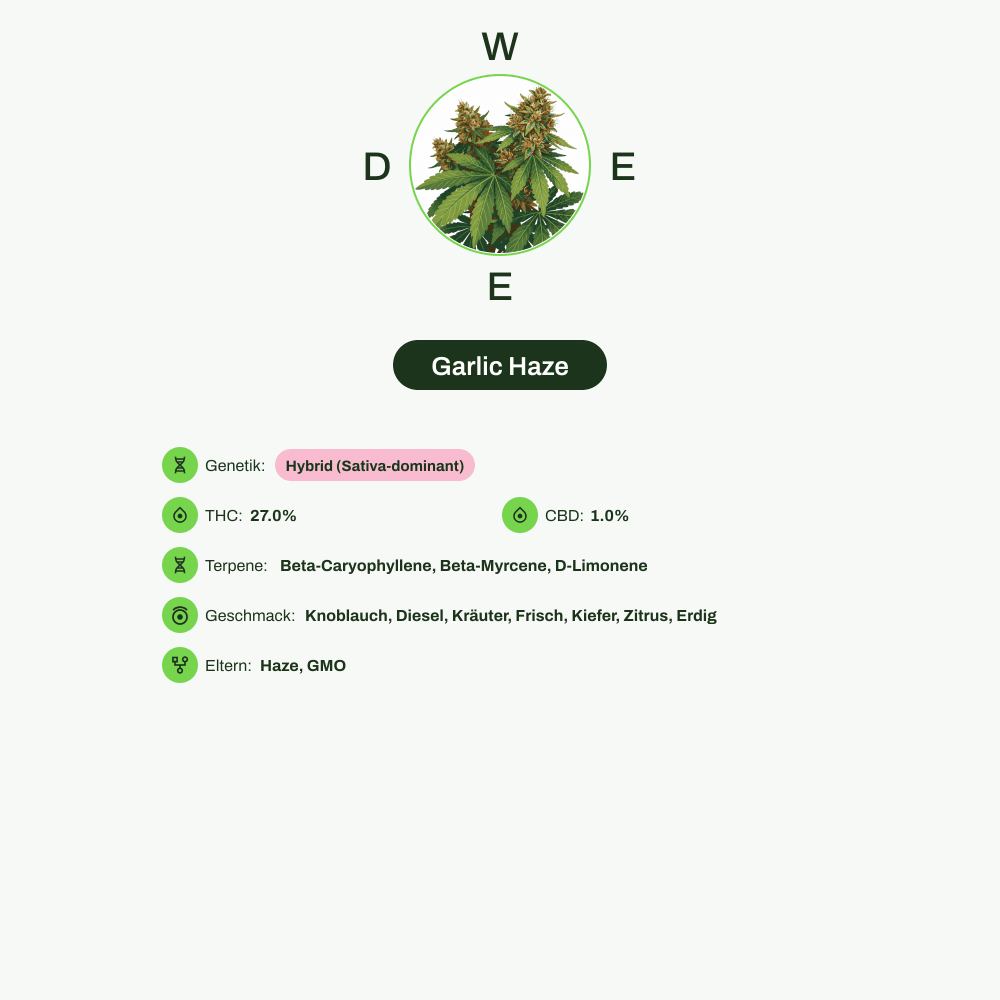 Infografik über THC-Gehalt, CBD-Gehalt, Terpene, Wirkungen, Geschmack von Garlic Haze