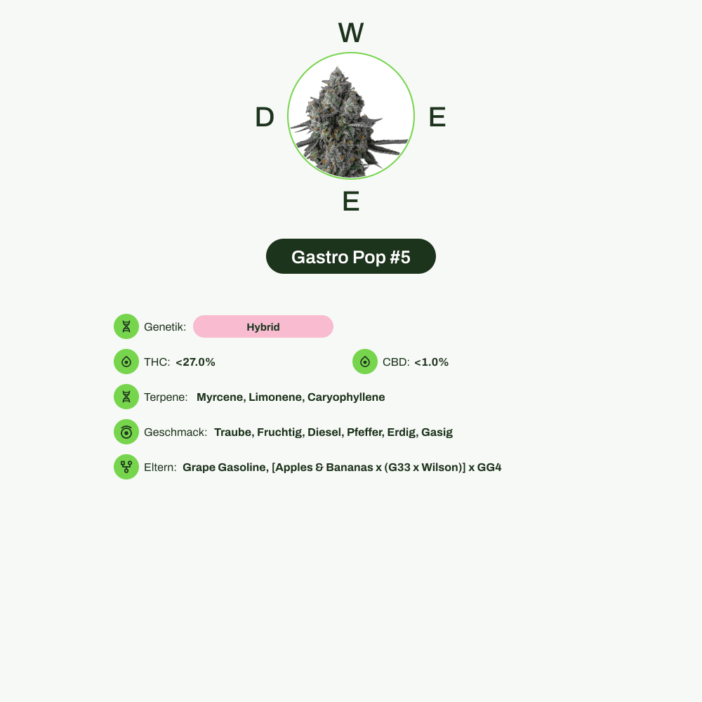 Infografik über THC-Gehalt, CBD-Gehalt, Terpene, Wirkungen, Geschmack von Gastro Pop #5