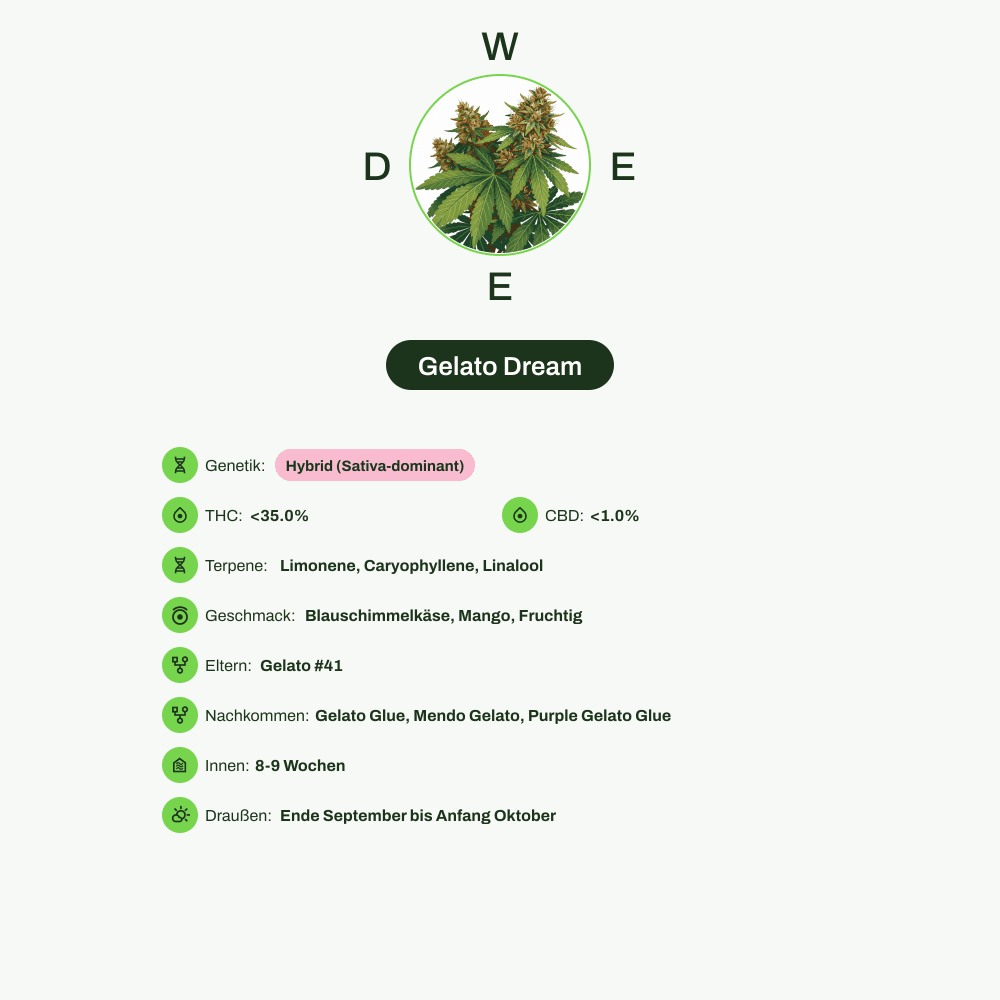 Infografik über THC-Gehalt, CBD-Gehalt, Terpene, Wirkungen, Geschmack von Gelato Dream