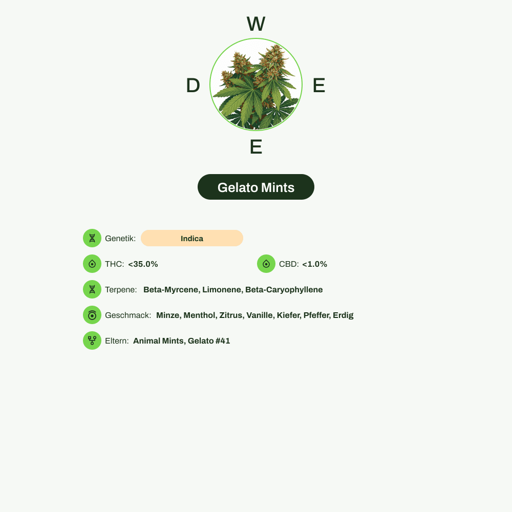 Infografik über THC-Gehalt, CBD-Gehalt, Terpene, Wirkungen, Geschmack von Gelato Mints