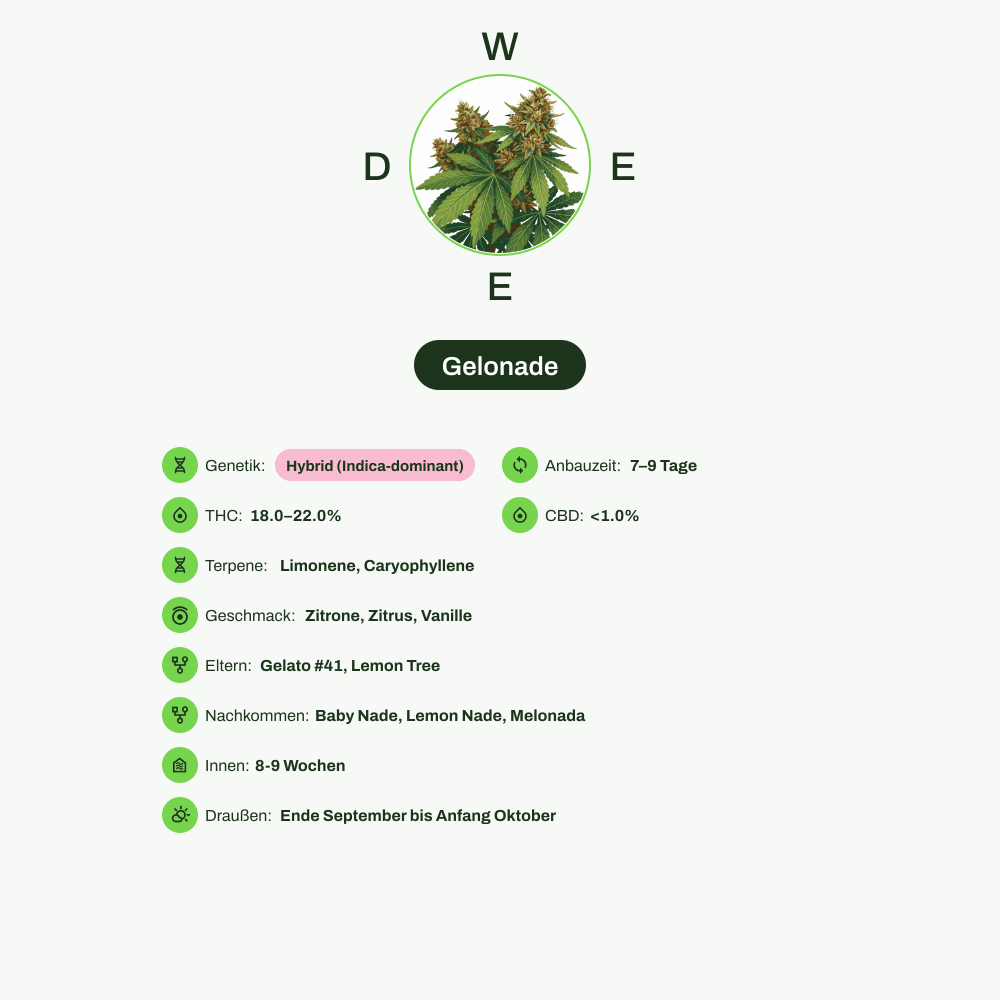 Infografik über THC-Gehalt, CBD-Gehalt, Terpene, Wirkungen, Geschmack von Gelonade