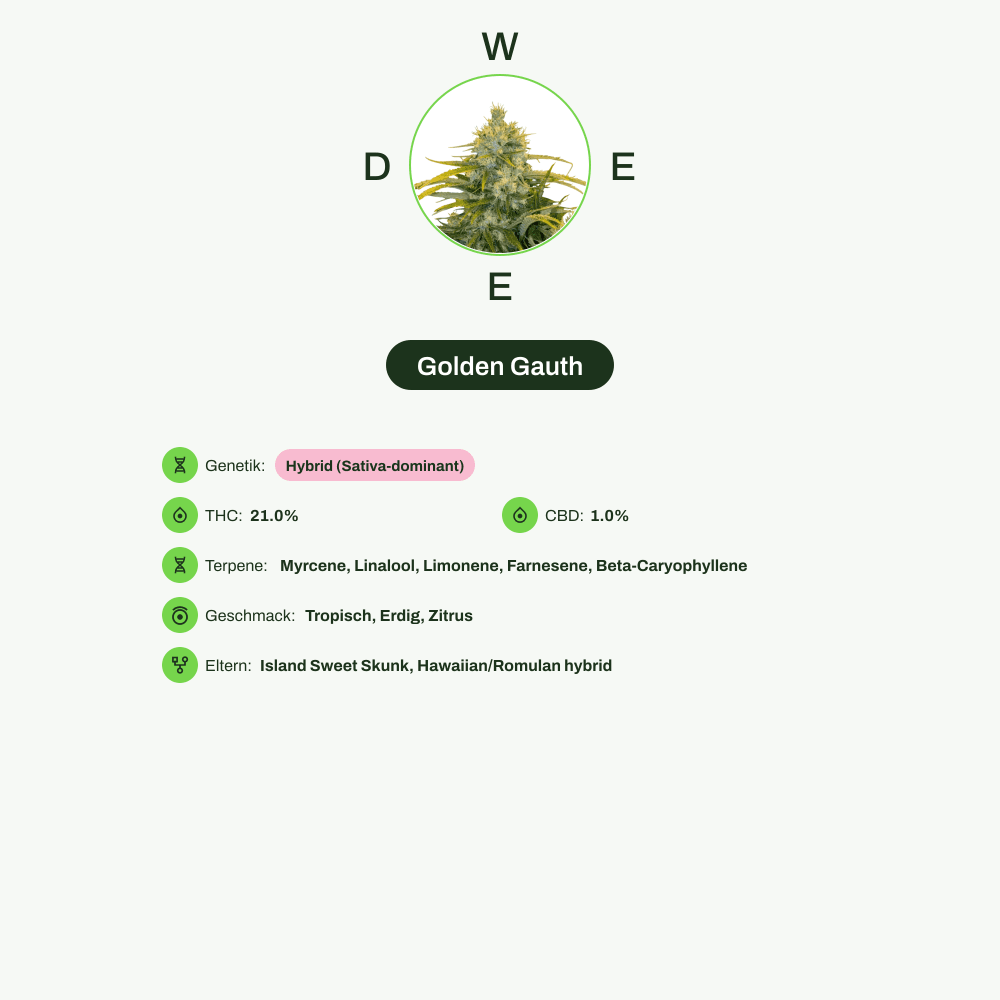 Infografik über THC-Gehalt, CBD-Gehalt, Terpene, Wirkungen, Geschmack von Golden Gauth