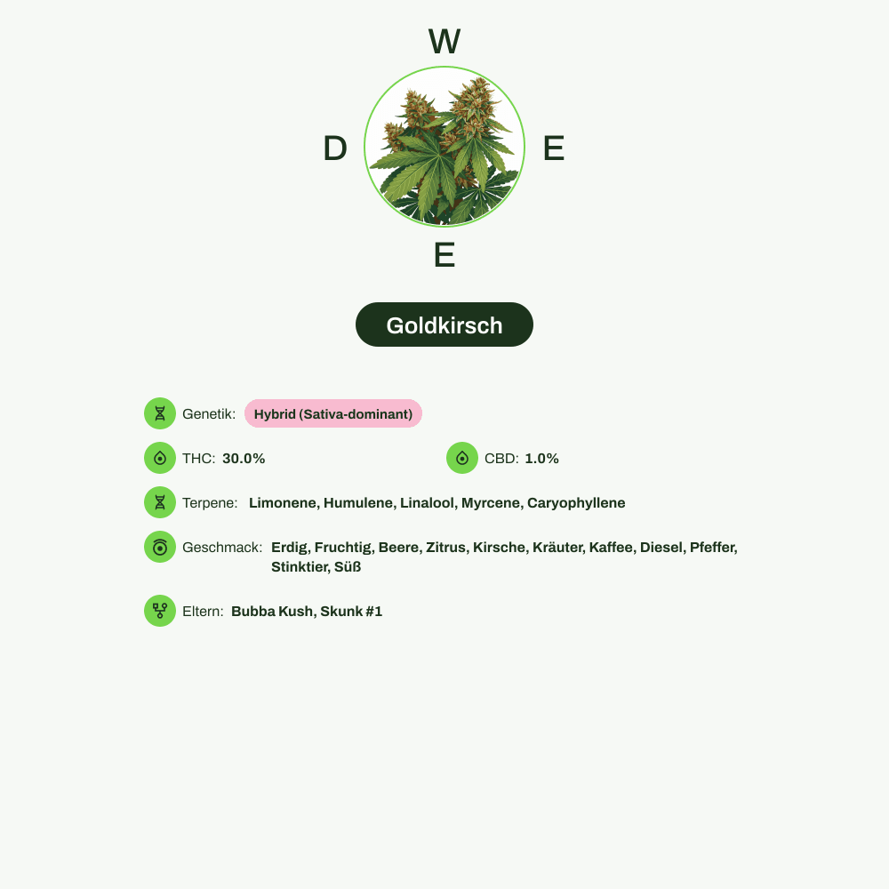 Infografik über THC-Gehalt, CBD-Gehalt, Terpene, Wirkungen, Geschmack von Goldkirsch