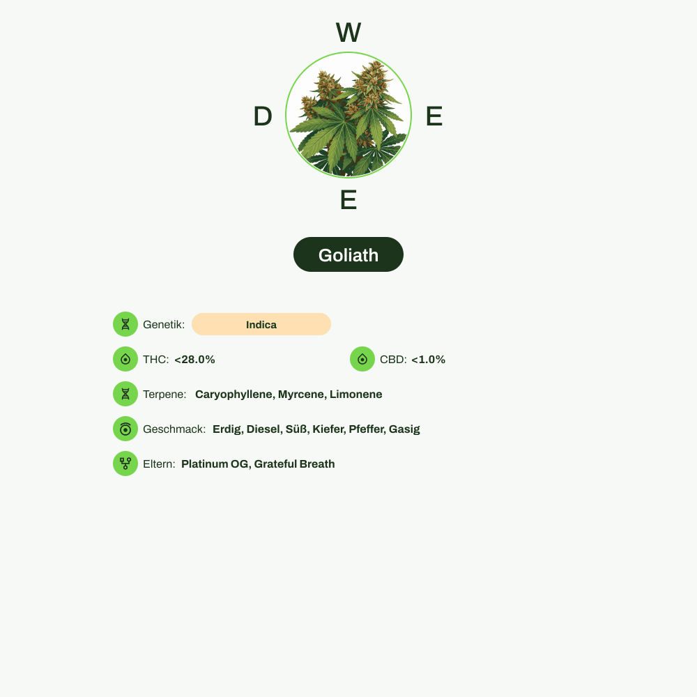 Infografik über THC-Gehalt, CBD-Gehalt, Terpene, Wirkungen, Geschmack von Goliath