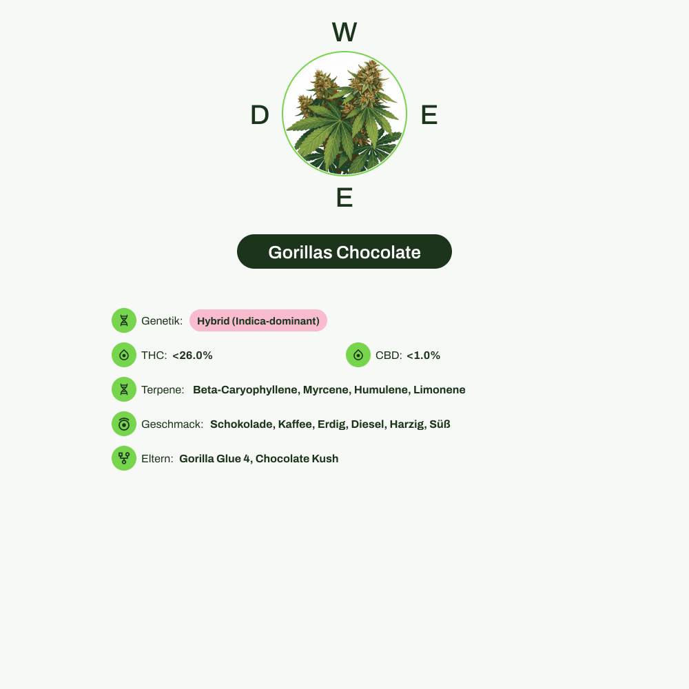 Infografik über THC-Gehalt, CBD-Gehalt, Terpene, Wirkungen, Geschmack von Gorillas Chocolate
