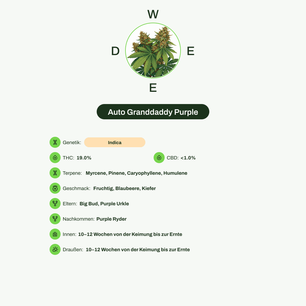 Infografik über THC-Gehalt, CBD-Gehalt, Terpene, Wirkungen, Geschmack von Auto Granddaddy Purple