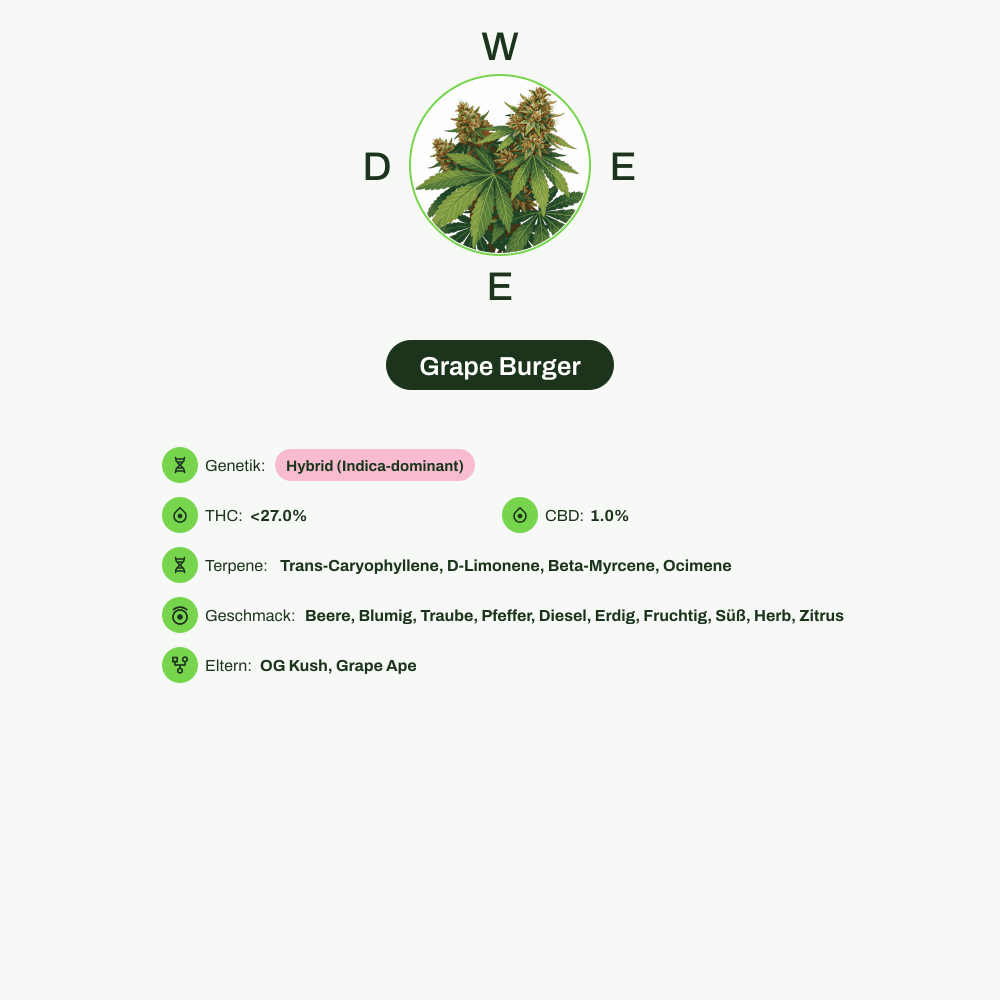 Infografik über THC-Gehalt, CBD-Gehalt, Terpene, Wirkungen, Geschmack von Grape Burger
