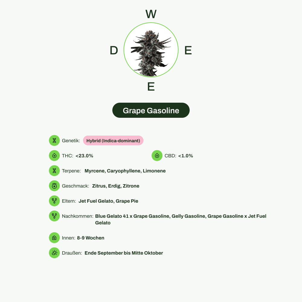 Infografik über THC-Gehalt, CBD-Gehalt, Terpene, Wirkungen, Geschmack von Grape Gasoline