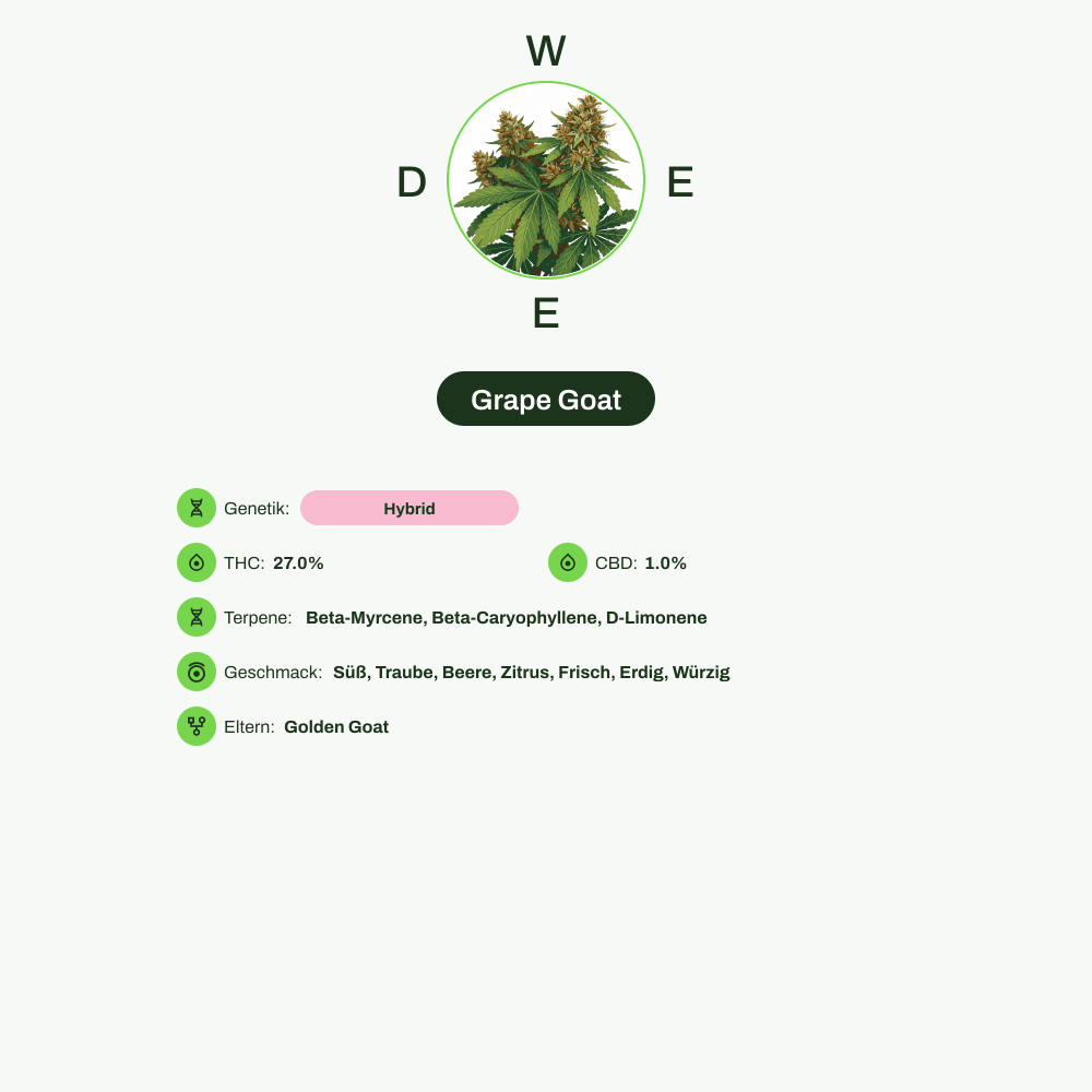 Infografik über THC-Gehalt, CBD-Gehalt, Terpene, Wirkungen, Geschmack von Grape Goat