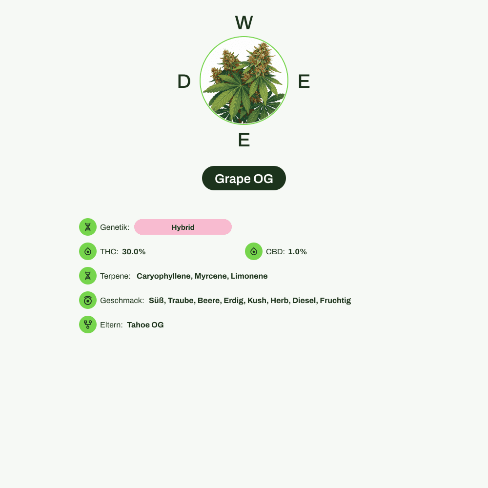 Infografik über THC-Gehalt, CBD-Gehalt, Terpene, Wirkungen, Geschmack von Grape OG