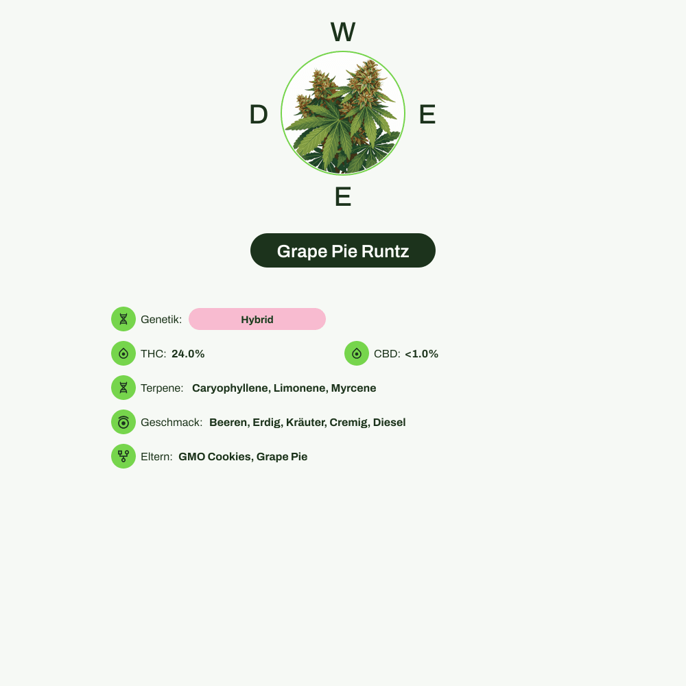 Infografik über THC-Gehalt, CBD-Gehalt, Terpene, Wirkungen, Geschmack von Grape Pie Runtz
