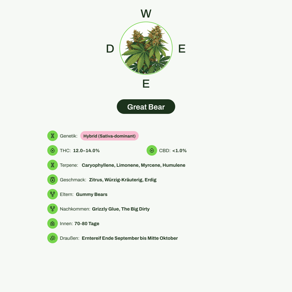 Infografik über THC-Gehalt, CBD-Gehalt, Terpene, Wirkungen, Geschmack von Great Bear