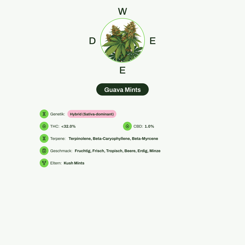 Infografik über THC-Gehalt, CBD-Gehalt, Terpene, Wirkungen, Geschmack von Guava Mints