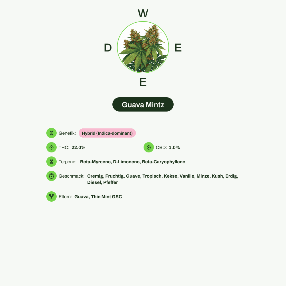 Infografik über THC-Gehalt, CBD-Gehalt, Terpene, Wirkungen, Geschmack von Guava Mintz