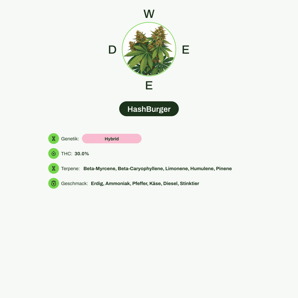 Infografik über THC-Gehalt, CBD-Gehalt, Terpene, Wirkungen, Geschmack von HashBurger