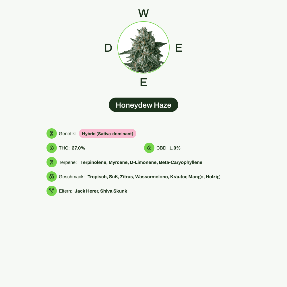 Infografik über THC-Gehalt, CBD-Gehalt, Terpene, Wirkungen, Geschmack von Honeydew Haze