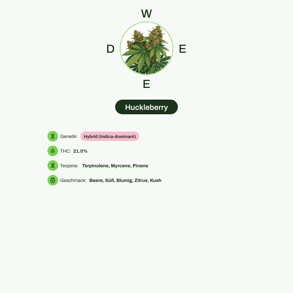 Infografik über THC-Gehalt, CBD-Gehalt, Terpene, Wirkungen, Geschmack von Huckleberry