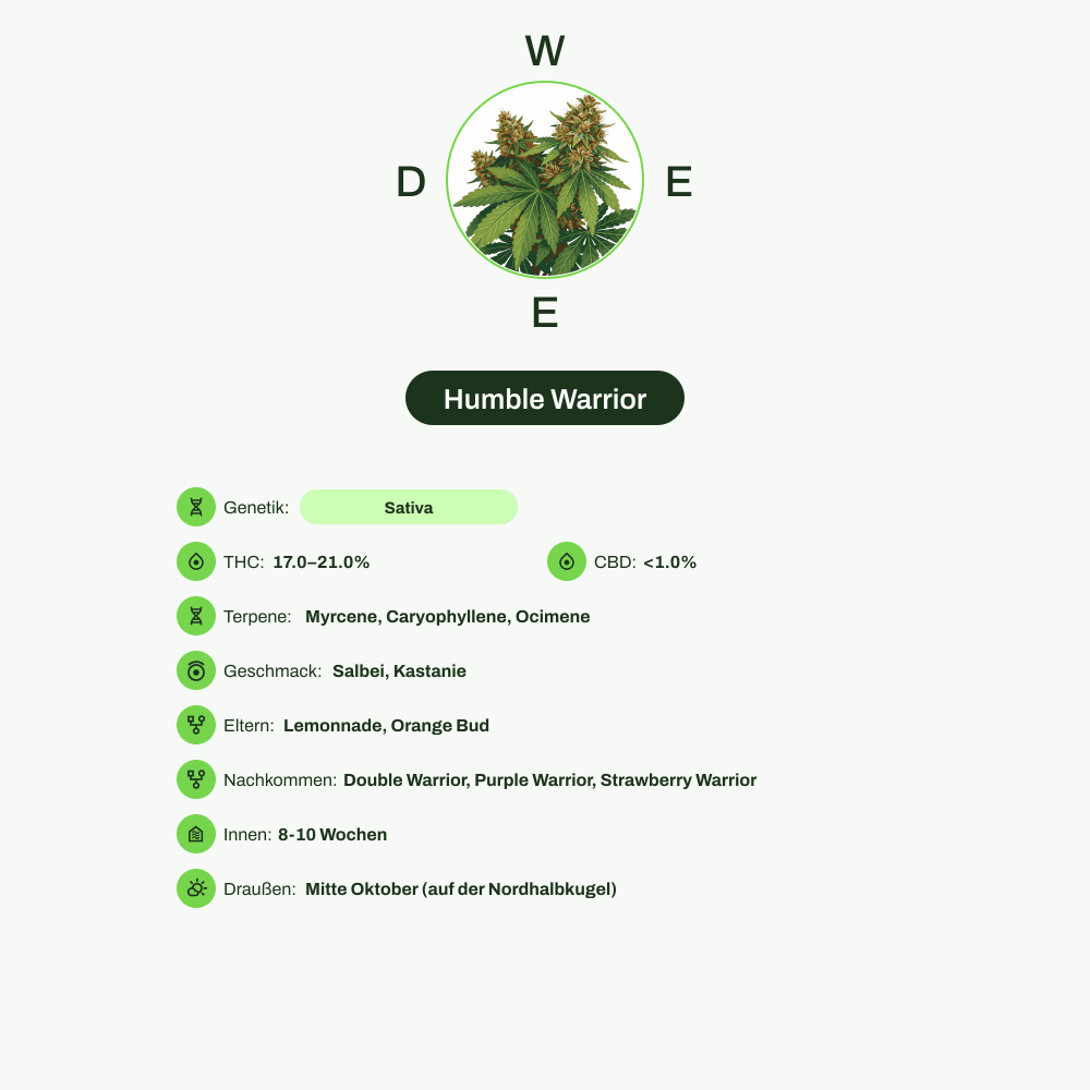 Infografik über THC-Gehalt, CBD-Gehalt, Terpene, Wirkungen, Geschmack von Humble Warrior