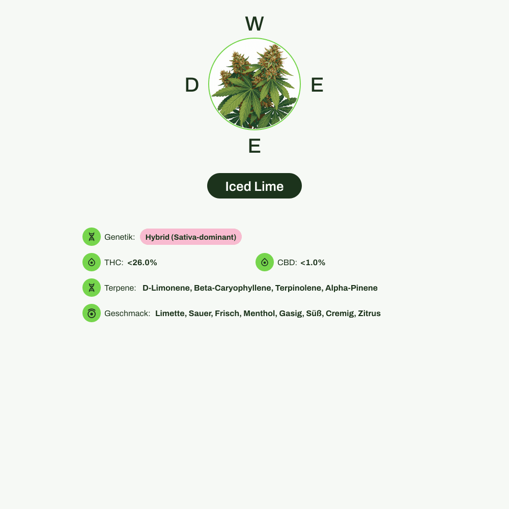 Infografik über THC-Gehalt, CBD-Gehalt, Terpene, Wirkungen, Geschmack von Iced Lime