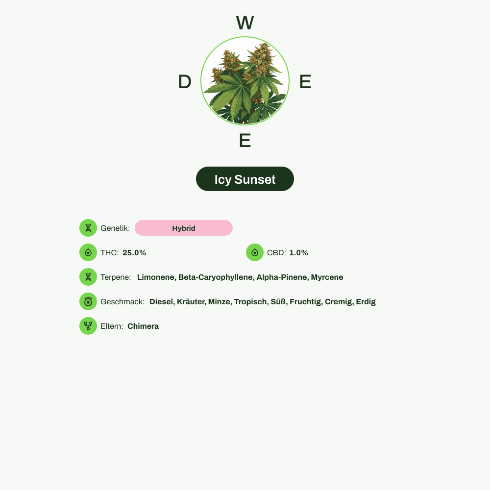 Infografik über THC-Gehalt, CBD-Gehalt, Terpene, Wirkungen, Geschmack von Icy Sunset