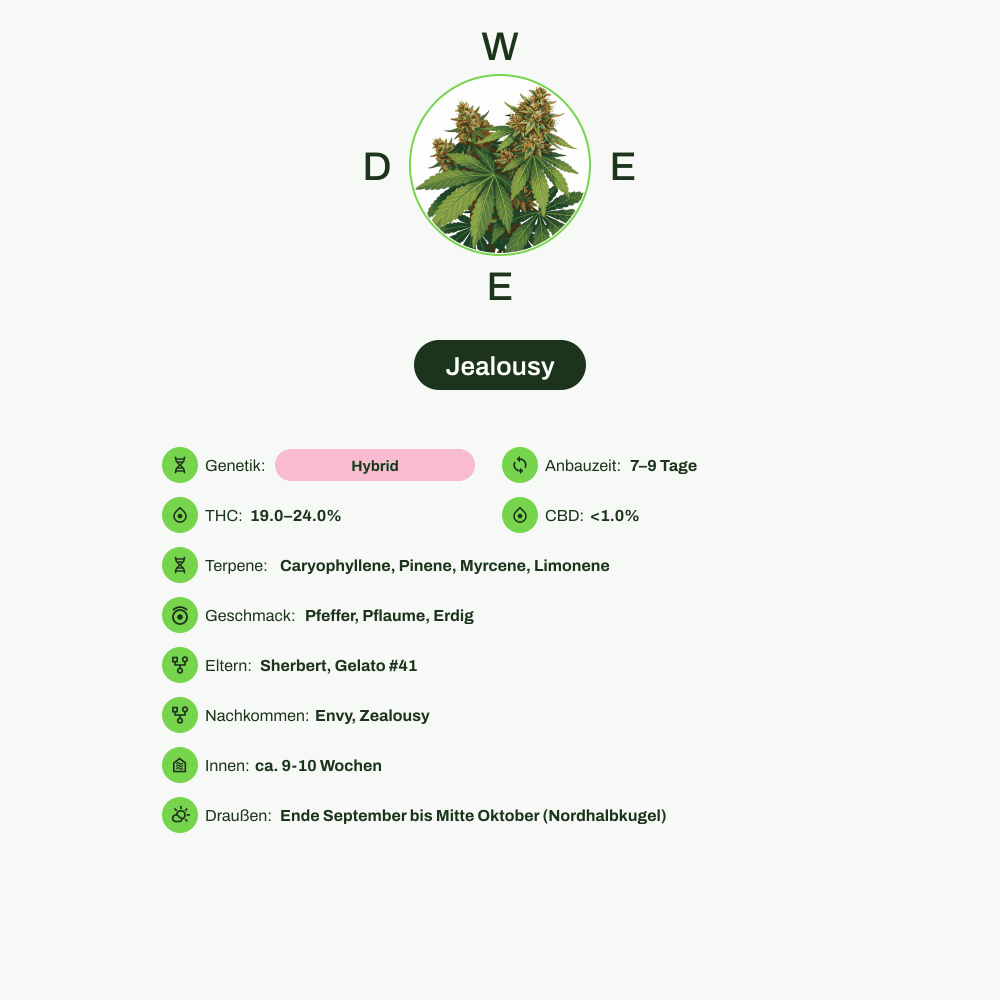 Infografik über THC-Gehalt, CBD-Gehalt, Terpene, Wirkungen, Geschmack von Jealousy