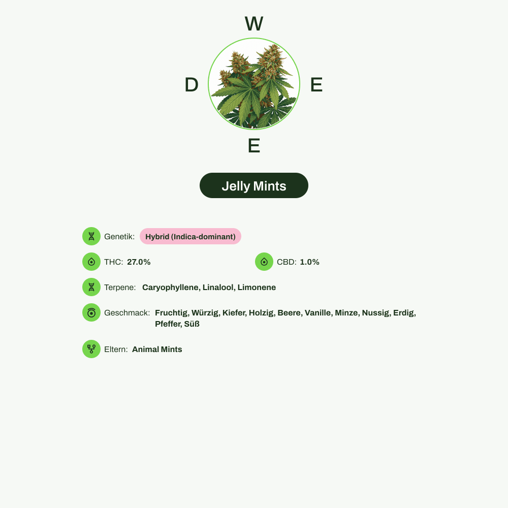 Infografik über THC-Gehalt, CBD-Gehalt, Terpene, Wirkungen, Geschmack von Jelly Mints