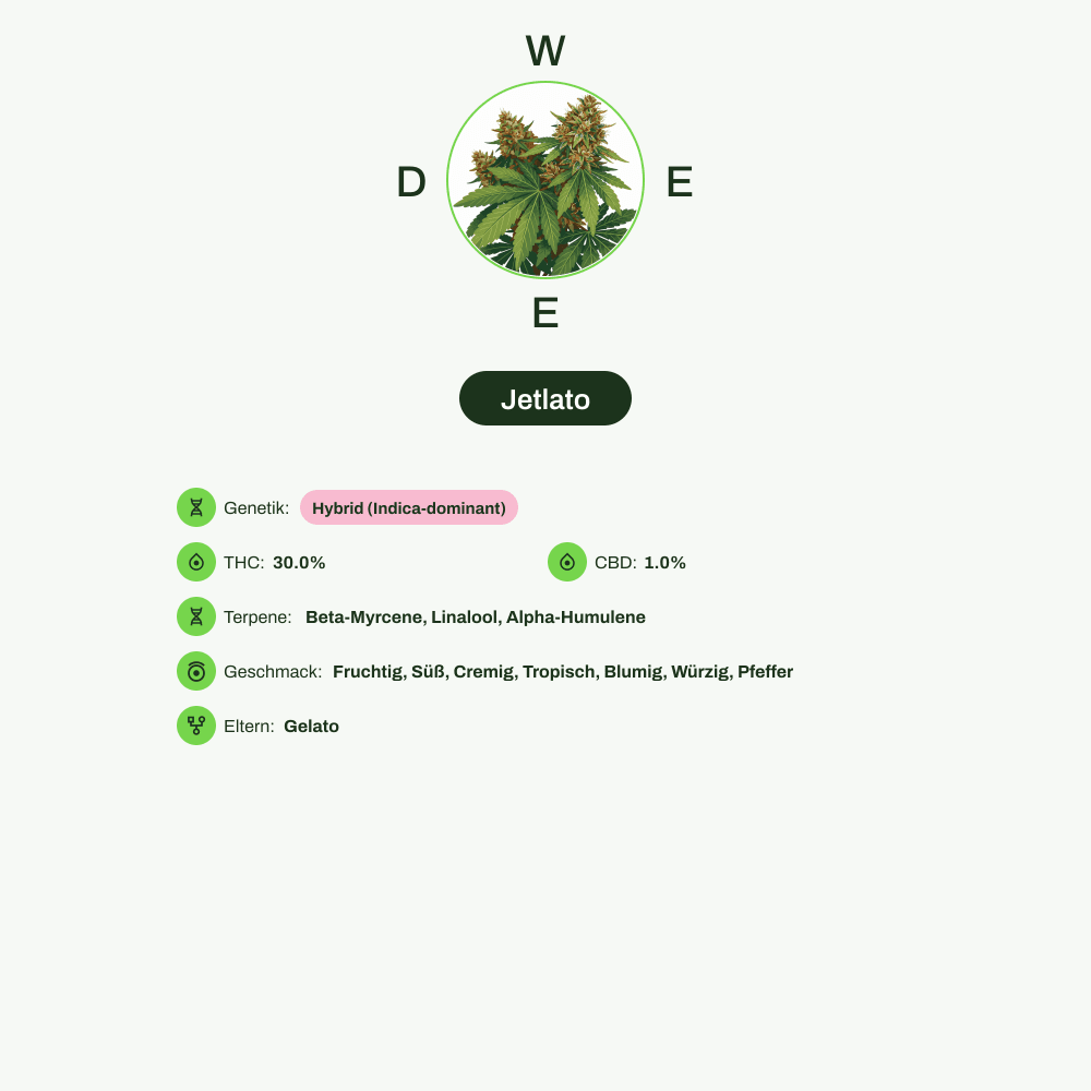 Infografik über THC-Gehalt, CBD-Gehalt, Terpene, Wirkungen, Geschmack von Jetlato
