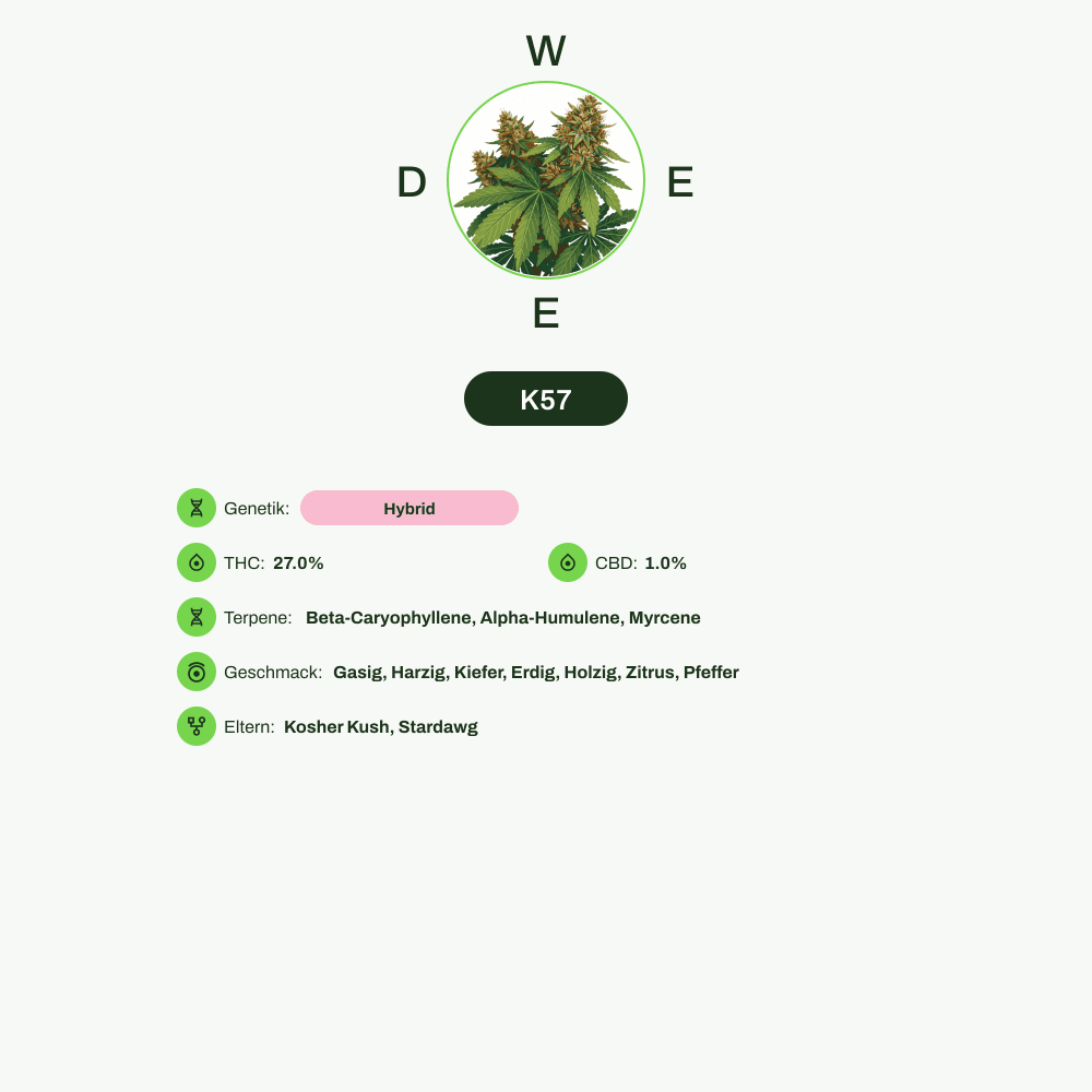 Infografik über THC-Gehalt, CBD-Gehalt, Terpene, Wirkungen, Geschmack von K57
