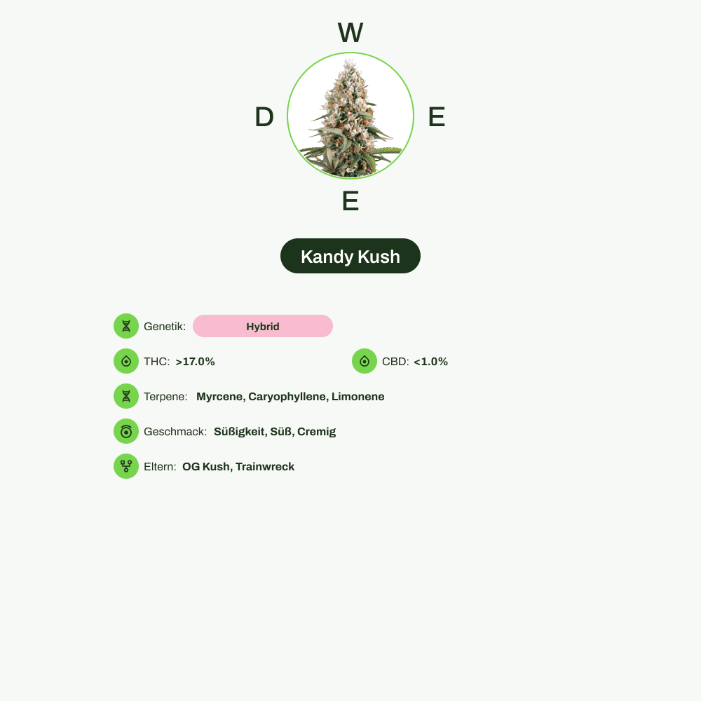 Infografik über THC-Gehalt, CBD-Gehalt, Terpene, Wirkungen, Geschmack von Kandy Kush