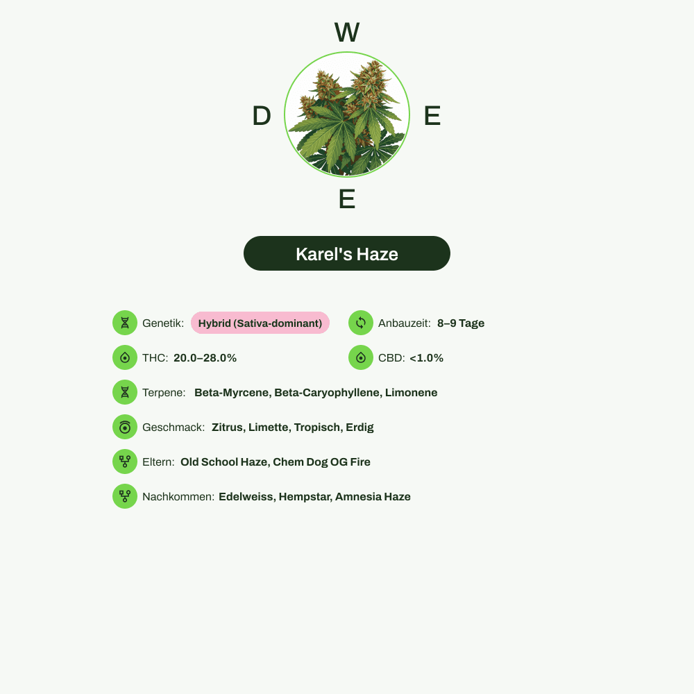 Infografik über THC-Gehalt, CBD-Gehalt, Terpene, Wirkungen, Geschmack von Karel's Haze
