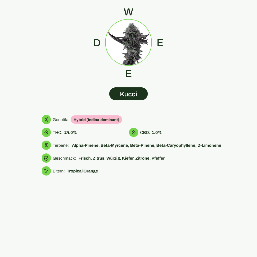 Infografik über THC-Gehalt, CBD-Gehalt, Terpene, Wirkungen, Geschmack von Kucci
