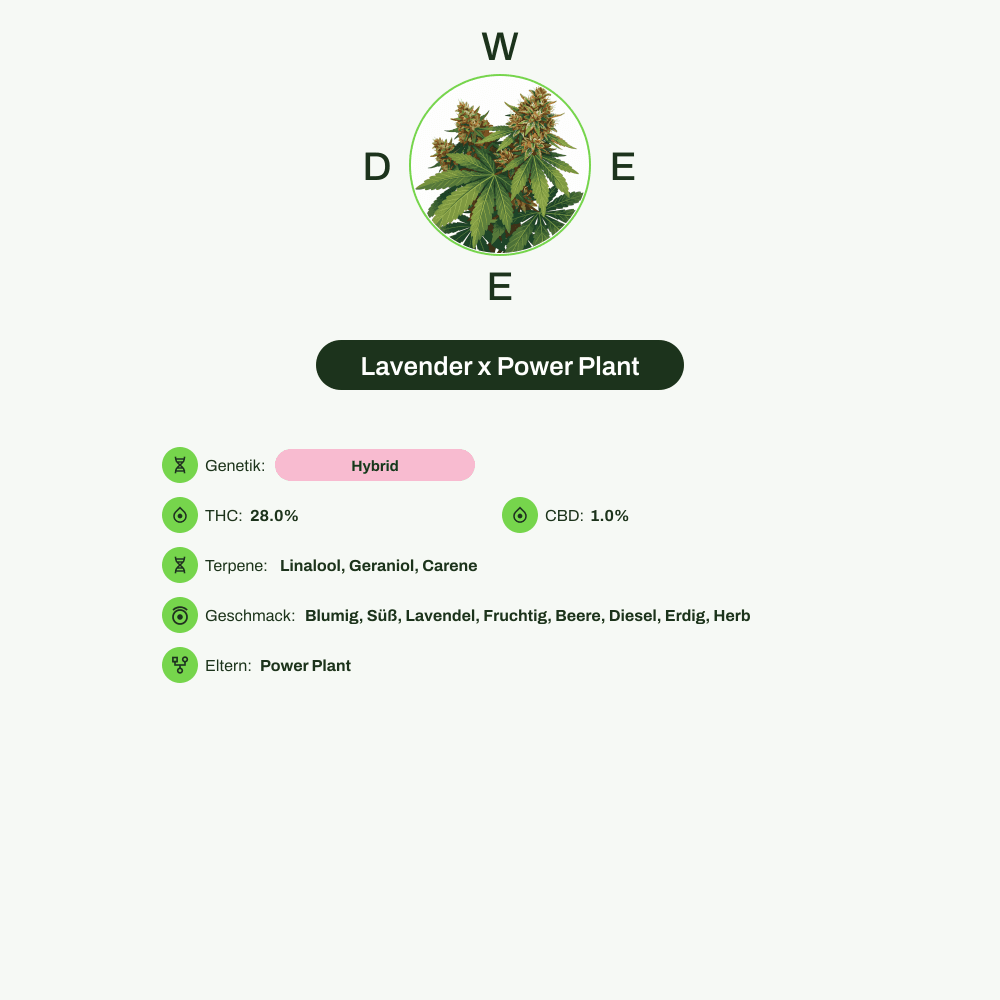 Infografik über THC-Gehalt, CBD-Gehalt, Terpene, Wirkungen, Geschmack von Lavender x Power Plant