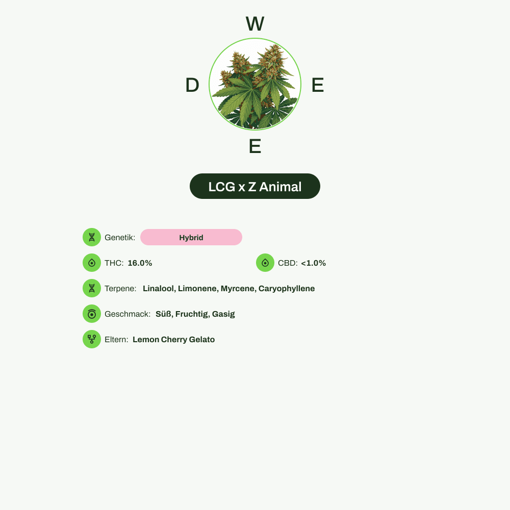 Infografik über THC-Gehalt, CBD-Gehalt, Terpene, Wirkungen, Geschmack von LCG x Z Animal