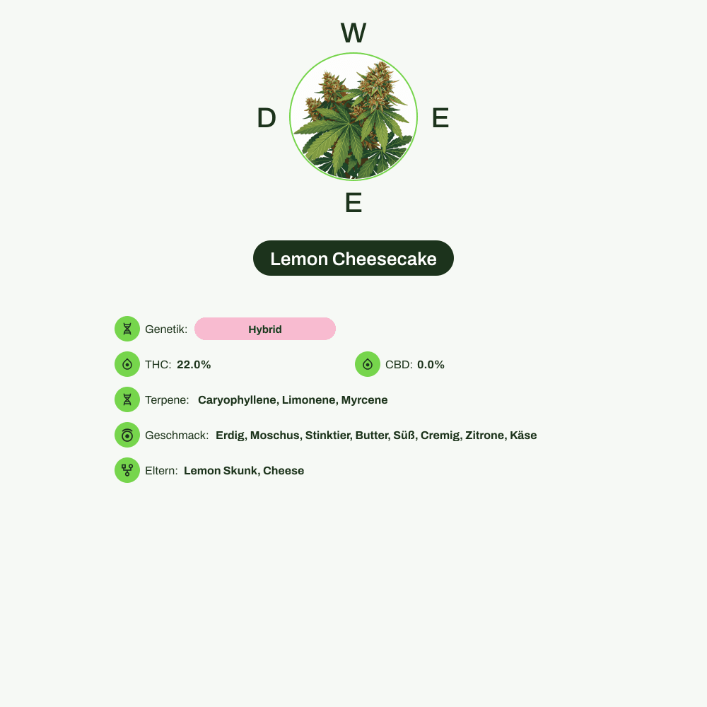 Infografik über THC-Gehalt, CBD-Gehalt, Terpene, Wirkungen, Geschmack von Lemon Cheesecake