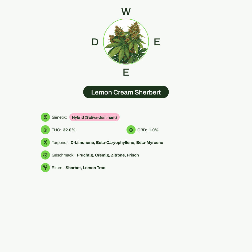 Infografik über THC-Gehalt, CBD-Gehalt, Terpene, Wirkungen, Geschmack von Lemon Cream Sherbert