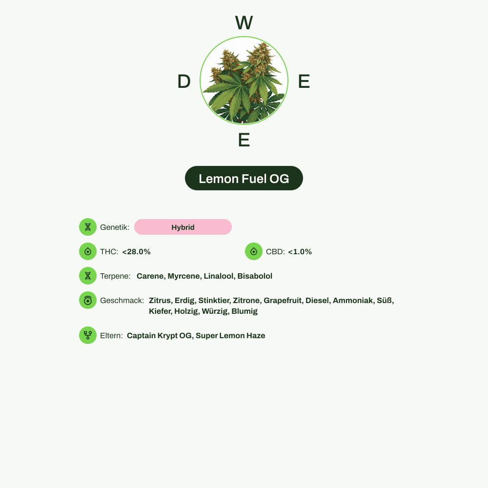 Infografik über THC-Gehalt, CBD-Gehalt, Terpene, Wirkungen, Geschmack von Lemon Fuel OG