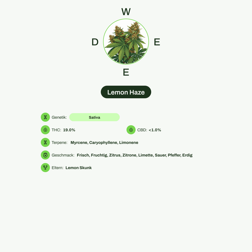 Infografik über THC-Gehalt, CBD-Gehalt, Terpene, Wirkungen, Geschmack von Lemon Haze