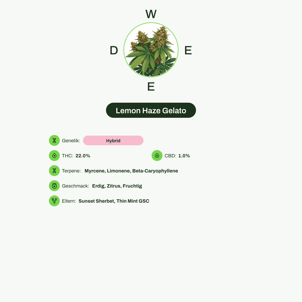 Infografik über THC-Gehalt, CBD-Gehalt, Terpene, Wirkungen, Geschmack von Lemon Haze Gelato