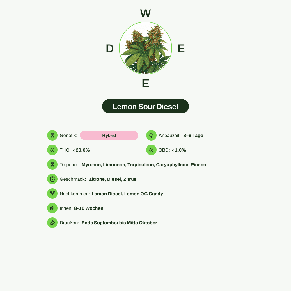 Infografik über THC-Gehalt, CBD-Gehalt, Terpene, Wirkungen, Geschmack von Lemon Sour Diesel