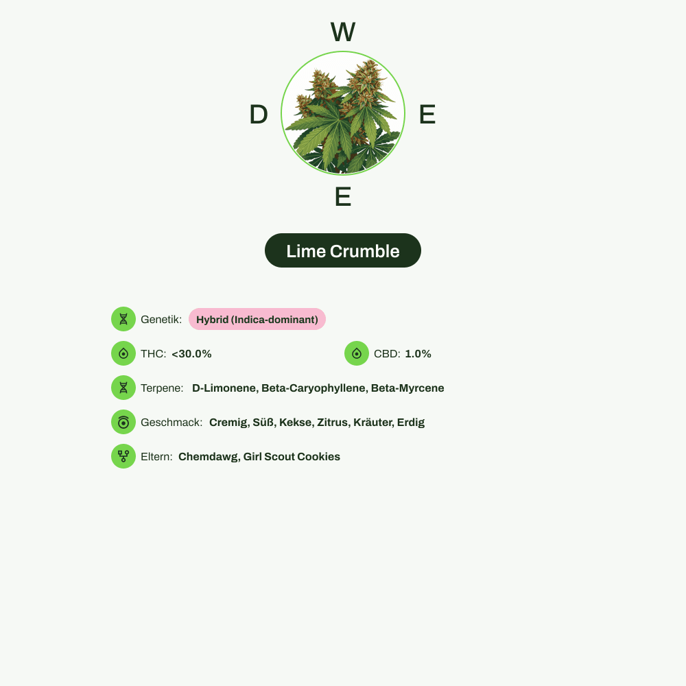 Infografik über THC-Gehalt, CBD-Gehalt, Terpene, Wirkungen, Geschmack von Lime Crumble