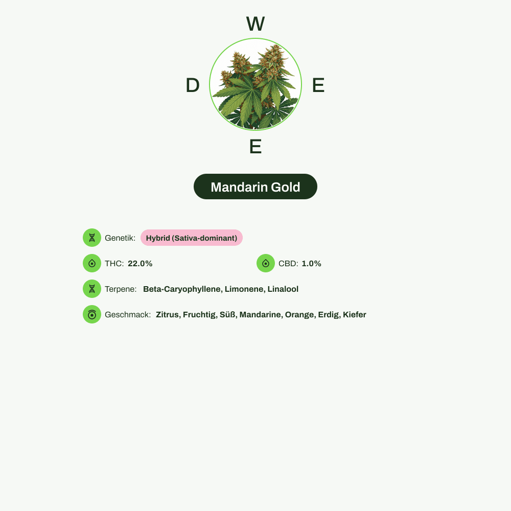 Infografik über THC-Gehalt, CBD-Gehalt, Terpene, Wirkungen, Geschmack von Mandarin Gold