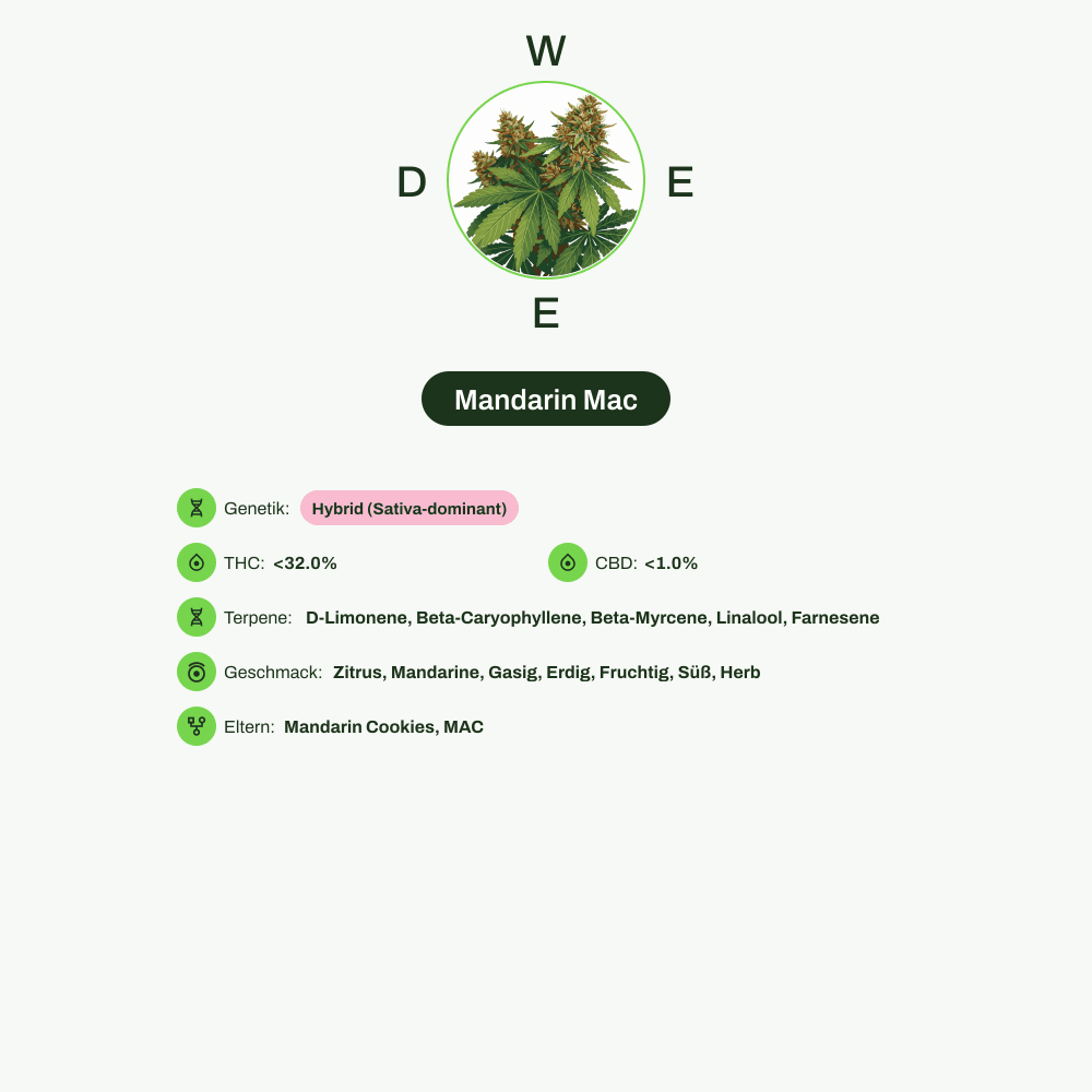 Infografik über THC-Gehalt, CBD-Gehalt, Terpene, Wirkungen, Geschmack von Mandarin Mac